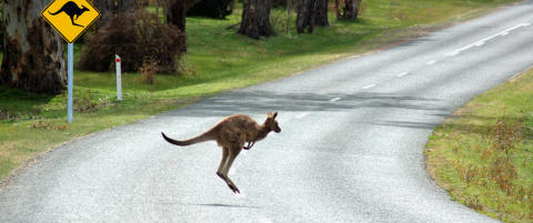 - Pass opp Burgund, her kommer Australia!