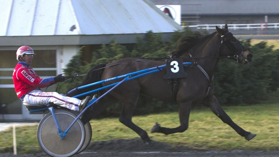 MINDRE STRESS. Torpa J. var stresset i sommer. En del forandringer i tilv�relsen ser ut til � ha roet hingsten ned. Foto: HESTEGUIDEN.COM.
