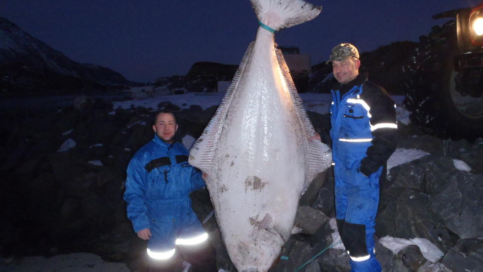 OVERRASKENDE FANGST: Hobbyfiskerne Kristian Eidem (37) (t.v.) og St�leYttervik (44) fikk kveiten p� 190 kg p� kroken s�r for Vega p� cirka 100 meters dyp. Foto: Privat