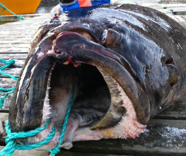 STOR I KJEFTEN: Som Vegav�ringer flest... Stor i kjeften! sier fiskerne selv om dette bildet. Foto: Privat