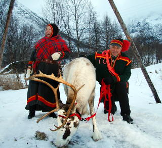 VESTERÅLEN: Laila og Arild Inga driver Inga Sami Siida i Vesterålen, nær Sortland. Her med reinsdyret Boris. Foto: KIRSTEN M. BUZZI VESTERÅLEN: Laila og Arild Inga driver Inga Sami Siida i Vesterålen, nær Sortland. Her med reinsdyret Boris. Foto: KIRSTEN M. BUZZI