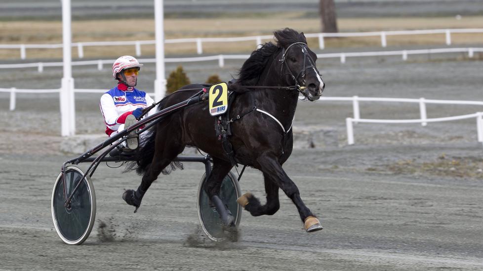 FL�Y I TRENING. Wik Stjernen var r�pigg i trening s�ndag. Trener Morten Wik sier han ikke har kj�rt s� fort med ham siden derby i fjor. Foto: HESTEGUIDEN.COM.