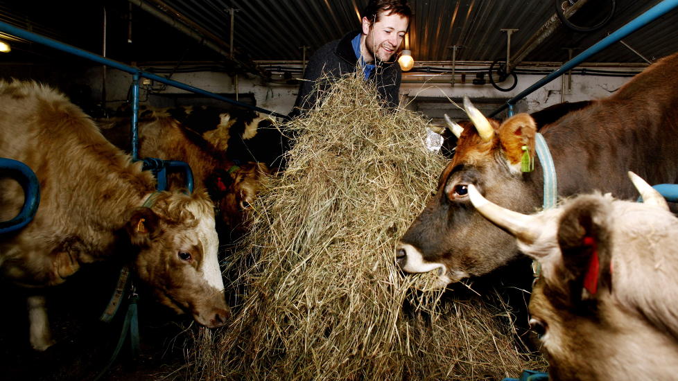 NYTT LIV: - Jeg har egentlig alltid v�rt livredd b�de kyr og hester, men etter at jeg kom hit har det g�tt seg til, sier Andreas W. Wiese. Foto: KRISTIN SVORTE
