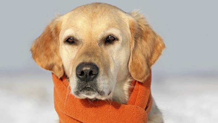 FAMILIEHUND NUMMER EN: Mange tenker at golden retriever er den ultimate familiehunden, men for sm� barn er den altfor stor til at de klarer � h�ndtere den p� egen h�nd. Foto: Istockphoto