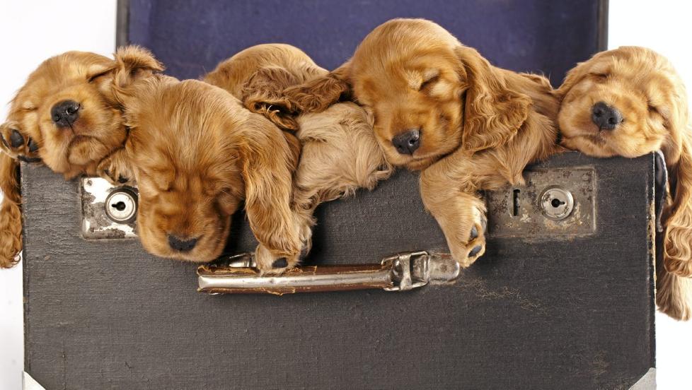 BARN OG HUND: Valper er alltid s�te, men ikke la deg blende i valget av hund. Her ser du cocker spaniel-valper, som passer godt til barnefamilier. Foto: Istockphoto