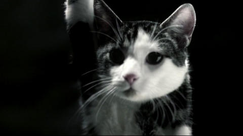 EKTE PUS: Her vises et n�rbilde av katten i videoen. If�lge NextGenTel er det kun dette bildet som er en ekte katt, mens katten fra viften ikke skal ha v�rt levende. FOTO: Next Gentel