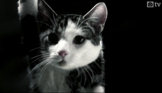 Hengende i en pote i takvifta skal denne katten demonstrere hvor viktig det er � ha raskt bredb�nd