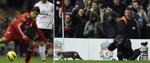 Katta stjal showet i Suarez-comeback