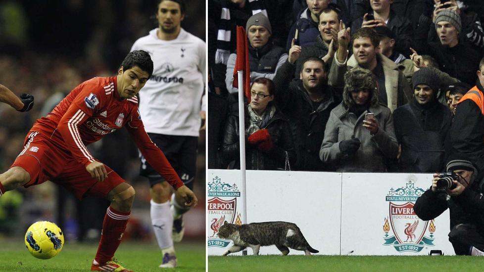 COMEBACK: Luis Suarez spilte sin f�rste kamp i 2012 - etter sin karantene p� �tte kamper etter rasismesaken mot Patrice Evra. I comebacket kom en katt inn p� Anfield. Foto: REUTERS/Phil Noble  og REUTERS/Phil Noble