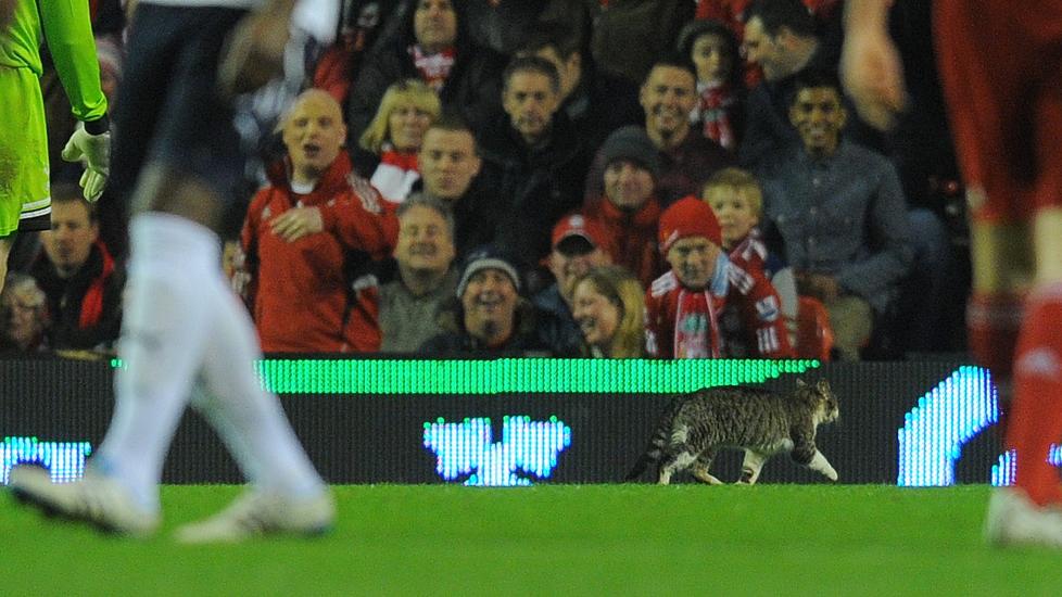 �A CAT, A CAT!� Katten spankulerer foran Liverpool-supporterne p� Anfield under g�rsdagens 0-0-kamp mellom Liverpool og Tottenham. Foto: Andrew Yates, AFP/Scanpix