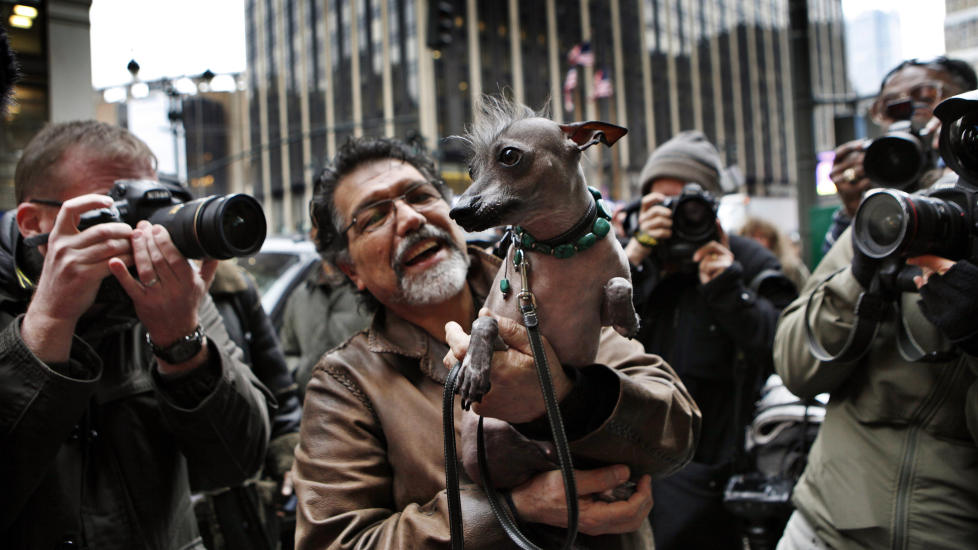STJERNE: Eieren Jose Barrera holder Alma Dulce, en Xoloitzcuintli eller Mexikansk h�rl�shund som de ogs� kalles, utenfor Madison Square Garden i New York.  Foto: SCANPIX/REUTERS/Mike Segar.