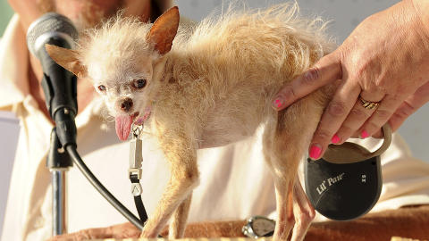 VERDENS STYGGESTE: I 2011 ble denn bikkja, kaldt Yoda, utnevnt til verdens styggeste hund. Foto: SCANPIX/AP.