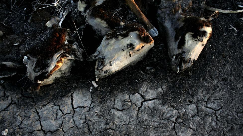 OFRE FOR KLIMAENDRINGER: Tre av omkring 500 kuer som d�de p� en g�rd i Argentina i 2009, grunnet t�rke. Foto: AP/Natacha Pisarenko/Scanpix