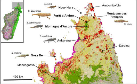 MIKROPARADIS: De ørsmå korthalekameleonene finnes bare i avgrensede «lommer» på Madagaskar. I tillegg til B. micra fant forskerne det som trolig er tre nye arter. Grafikk: Frank Glaw et al. MIKROPARADIS: De ørsmå korthalekameleonene finnes bare i avgrensede «lommer» på Madagaskar. I tillegg til B. micra fant forskerne det som trolig er tre nye arter. Grafikk: Frank Glaw et al.