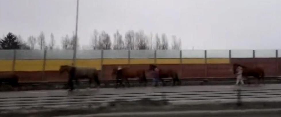 Seks hester skapte kaos p� E6 i Skedsmo