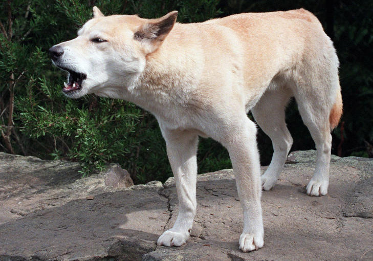 DINGO: Etter at Azaria Chamberlain forsvant har det blitt dokumentert flere angrep fra villhunder, dingoer, i Australia.  Foto: AP Photo/Russell McPhedran/Scanpix