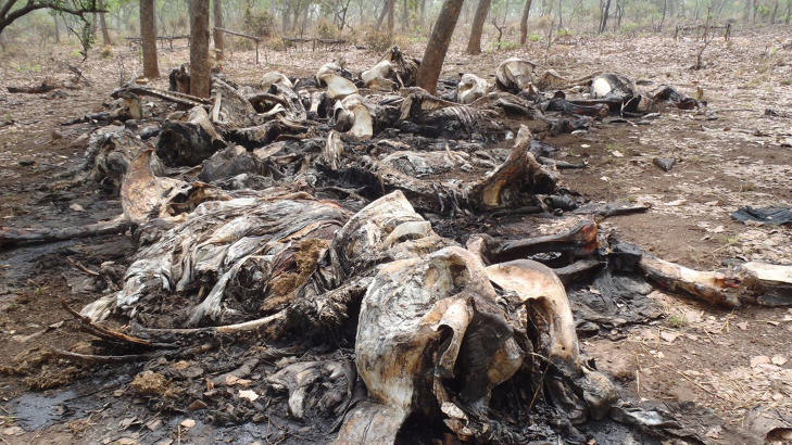 - KRAFTIG ØKNING : WWF er bekymret over utviklingen. Her ligger en rekke kadavre i den Kamerunske nasjonalparken Boubou Ndjida National Park. Snikskytterne tar med seg elfenbenet og lar restene ligge igjen og råtne. Foto: AP Photo/ Boubandjida Safari Lodge - KRAFTIG ØKNING : WWF er bekymret over utviklingen. Her ligger en rekke kadavre i den Kamerunske nasjonalparken Boubou Ndjida National Park. Snikskytterne tar med seg elfenbenet og lar restene ligge igjen og råtne. Foto: AP Photo/ Boubandjida Safari Lodge