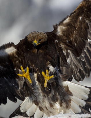 Du m� ligge musestille i skjul lenge f�r dagslyset kommer