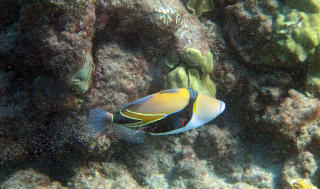 HAWAII-FISK: Humuhumu-nukunuku-a-pua'a. Foto: CHARLOTTE SVERDRUP