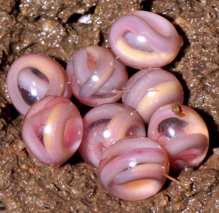 GJENNOMSIKTIG: Larvestadiet blir unnagjort mens dyrene er inni egget. Foto: AFP/www.frogindia.org/Sathyabhama Das Biju/SCANPIX
