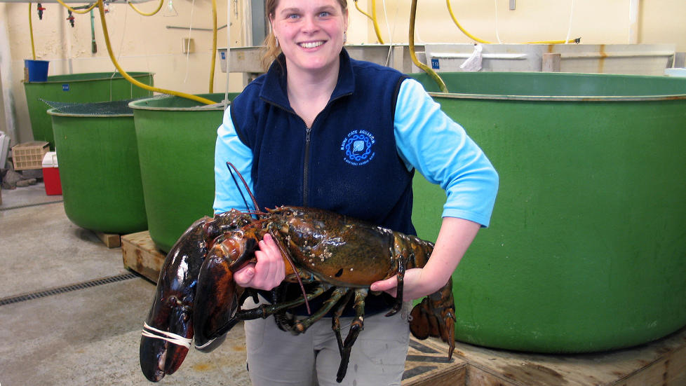 KRAFTKAR: Aimee Hayden-Rodriques ved akvariet i Maine holder opp hummeren �Rocky�, som er �n meter lang og har kl�r som kan knekke armene p� en voksen mann. Foto: AP/Scanpix