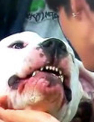 - Jeg kom for nær hunden