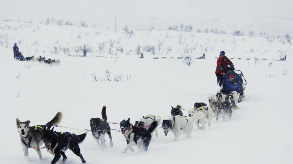 HUNDEKJ�RING: P� Finnsnes, i Kirkenes eller her ved Troms� villmarkssenter. Foto: INGUN A. M�HLUM