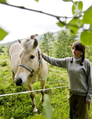 Fjordingen og dølehesten står i fare for å bli utryddet