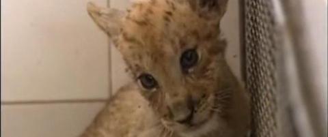 Mammaen er l�ve og pappaen er tiger
