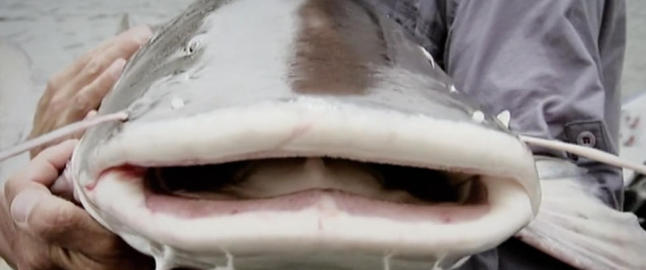 Her er monsterfisken som sluker aper, hunder og katter