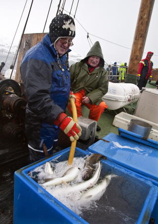 PLADASK: Roy Jensen tok ansvaret med � legge fangsten i bl�t f�r den skulle sl�yes. Foto: JOHN STENERSEN
