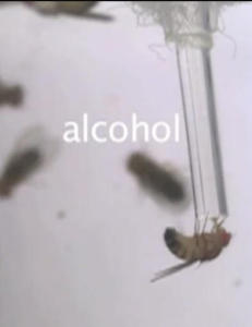 Bananfluer som ikke f�r sex s�ker tr�st i alkohol