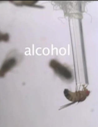 Bananfluer som ikke får sex søker trøst i alkohol
