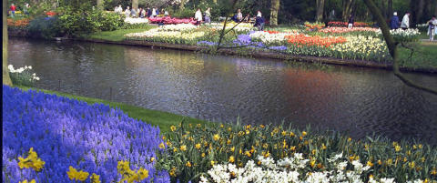 44 millioner mennesker har reist for � se dette blomsterbedet