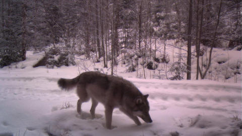 I ØSTMARKA: Denne hannulven ble fanget opp av et viltkamera i Høland i februar. Rovviltkontakt Torbjørn Tveter i Statens Naturoppsyn sier at mye tyder på at ulven nå lager seg et revir i Østmarka. I ØSTMARKA: Denne hannulven ble fanget opp av et viltkamera i Høland i februar. Rovviltkontakt Torbjørn Tveter i Statens Naturoppsyn sier at mye tyder på at ulven nå lager seg et revir i Østmarka.