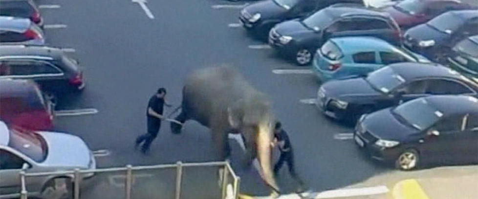 Elefant på rømmen
