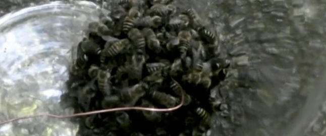 Her har biene formet en d�delig ball