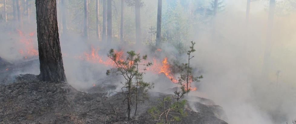 - Du må ikke finne på å tenne på noe ute i skogen