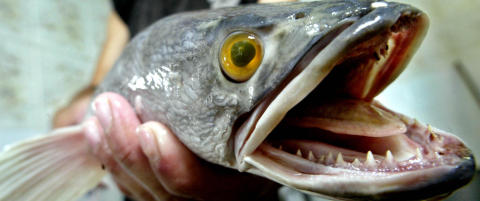 Lover skuddpremie på «fisken fra helvete»