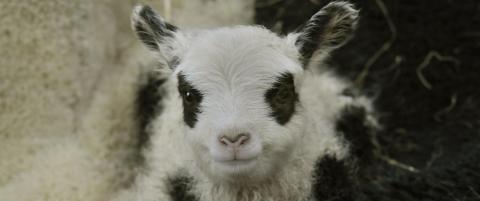 Endelig en hyggelig Lambda-historie