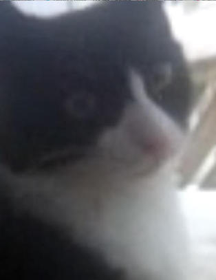Kattunge oppkalt etter Atle Pettersen kakler som ei skj�re