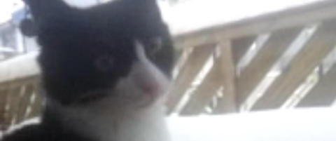 Kattunge oppkalt etter Atle Pettersen kakler som ei skjære