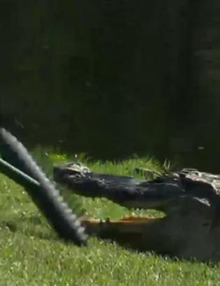 Her jages en tre meter lang alligator vekk fra golfbanen