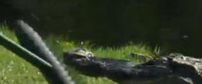 Her jages en tre meter lang alligator vekk fra golfbanen