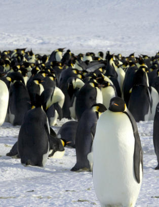 Hvor mange pingviner ser du her?
