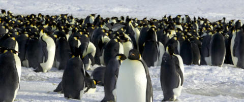 Hvor mange pingviner ser du her?