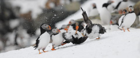 Fugletittere fra hele Europa til Varanger-halv�ya