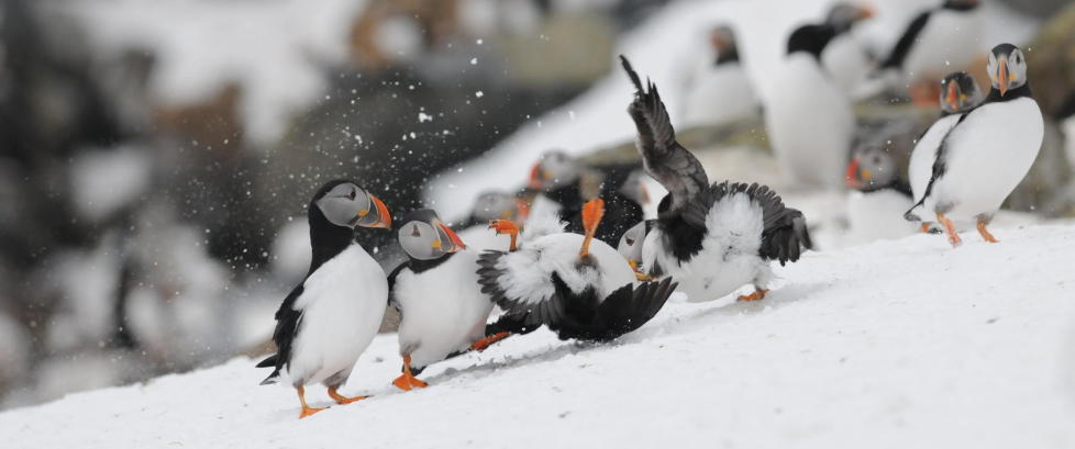 Fugletittere fra hele Europa til Varanger-halv�ya