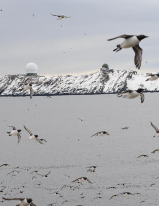 Fugletittere fra hele Europa til Varanger-halv�ya