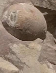 - Veiarbeidere fant 40 dinosaur-egg da de sprengte seg gjennom fjellside